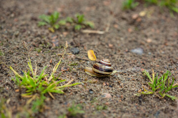 Snail on sand