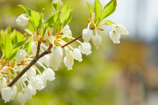 かわいいドウダンツツジ　Enkianthus perulatus