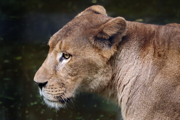 Fototapeta na wymiar African lion closeup head, African lion closeup face