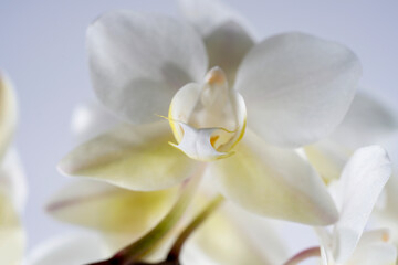 Fototapeta na wymiar Orchid blooming with white pastel colored flowers photographed in the studio