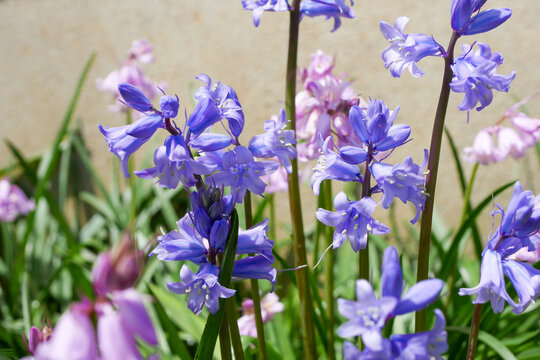 33 Best 釣鐘水仙 Images Stock Photos Vectors Adobe Stock