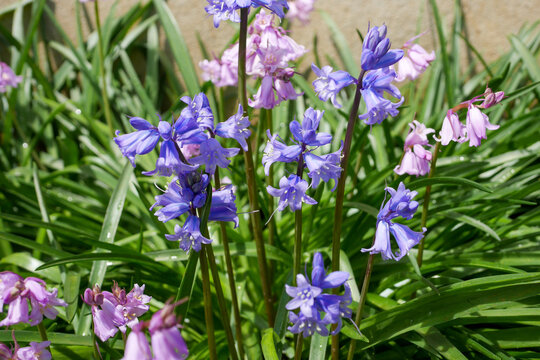 33 Best 釣鐘水仙 Images Stock Photos Vectors Adobe Stock