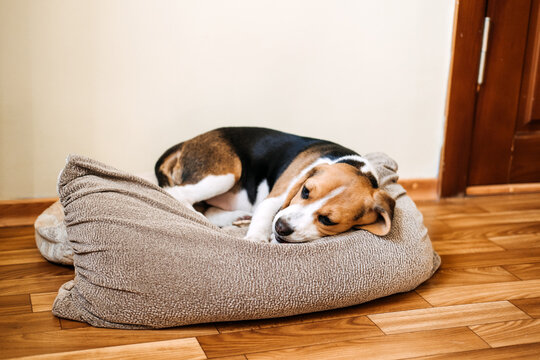 Puppy Diseases, Common Illnesses To Watch For In Puppies. Sick Beagle Puppy Is Lying On Dog Bed On The Floor. Sad Sick Beagle At Home