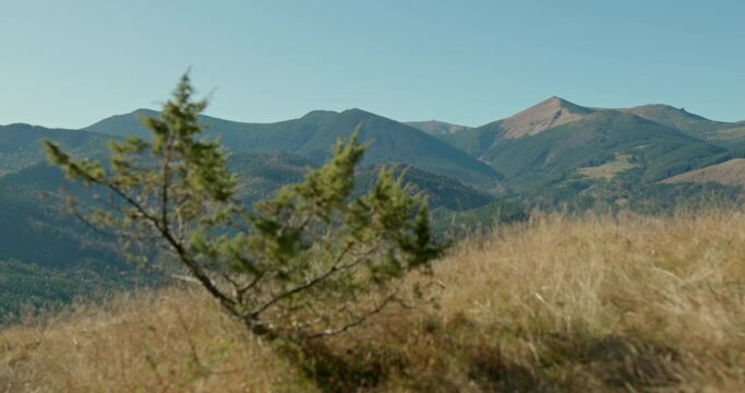 Young evergreen conifer growing on a mountain peak against a backdrop of rugged forested mountains under a sunny blue sky in a scenic landscape