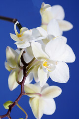 Fototapeta na wymiar Orchid blooming with white pastel colored flowers photographed in the studio