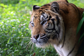 Portrait of a bengal tiger, Closeup head Bengal tiger, Male of Bengal tiger closeup