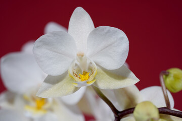 Orchid blooming with white pastel colored flowers photographed in the studio