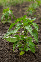 Green peppers growing in the garden