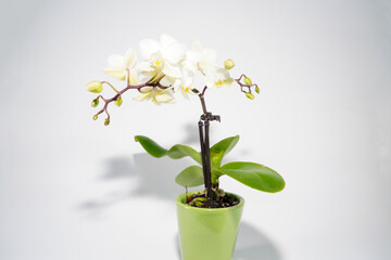 Naklejka na ściany i meble Orchid blooming with white pastel colored flowers photographed in the studio