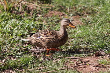 Wild female mallard duck in grass