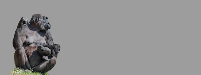 Banner with a portrait of powerful female African gorilla at guard with a baby at solid grey background with copy space. Concept of wildlife biodiversity, animal welfare and nature sustainability