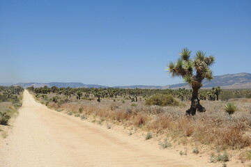 A scenic dirt road in the Mojave Desert, Antelope Valley, California. 