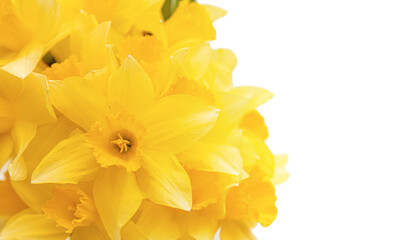 Close up bunch of yellow daffodils