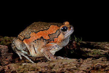Banded bullfrog (Kaloula pulchra) closeup face on wood with black background,  Kaloula pulchra toad on wood,