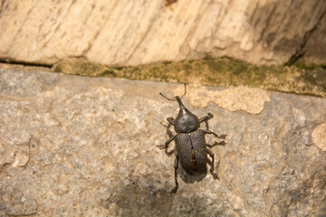 Close-up of a pointed beetle on the surface of a stone.