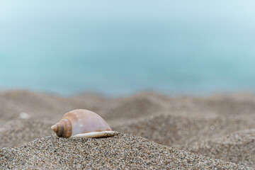 seashell on the beach