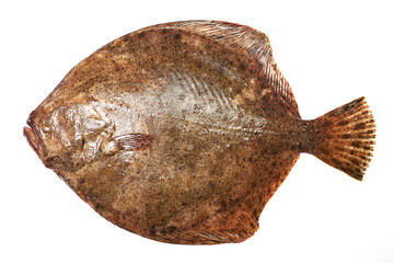 Halibut fish on white background