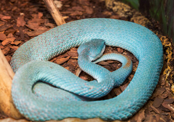 White-lipped island pit viper.
 This is a very beautiful venomous blue snake, viviparous, from the viper family. 