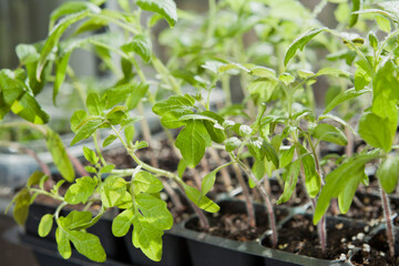 Tomato seedlings growing in a plastic multitray on a sunny windowsill.