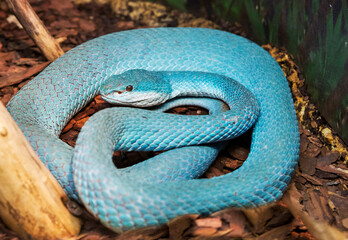 Fototapeta premium White-lipped island pit viper. This is a very beautiful venomous blue snake, viviparous, from the viper family. It is found on the island of Komodo.