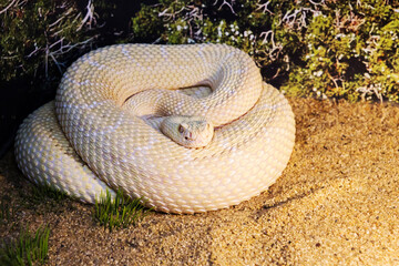 Great Basin Rattlsnake.
 Lives in the western United States, in the prairies. The snake is very...
