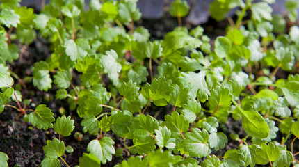 Strewberry plants grown from seeds on the windowsill in the house.