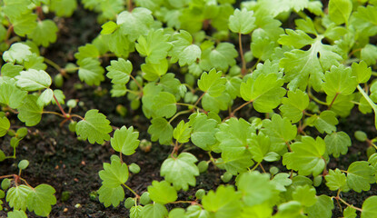 Strewberry plants grown from seeds on the windowsill in the house.