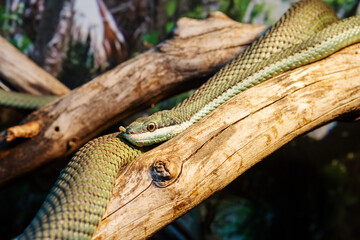 Long-nosed Argentinian grass snake. Barons.
 It is almost exclusively nocturnal in Arizona, reaching 150-180 cm in length, and has a 4-6 mm long process on its nose. It is endemic to North America.