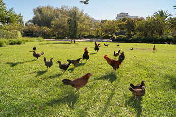 parque de la paloma, chickens and birds frenzy