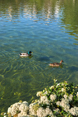 duck couple swiming in the lake