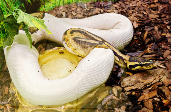 Royal python.
It is a non-poisonous snake of the python genus common in Africa.