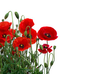 Obraz premium Flowers red poppies ( Papaver rhoeas, corn poppy, corn rose, field poppy, red weed, coquelicot ) on a white background with space for text