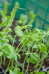 Garden pea shoots -  young plants pisum sativum in the multitray ready to transplant in the vegetable garden.