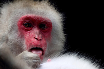 A Japanese monkey (Macaca fuscata fuscata) closeup face, Macaca fuscata fuscata closeup 