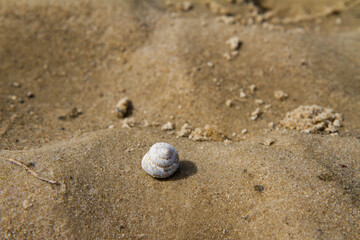 Fototapeta na wymiar Shell on ripples in sand on river bank 