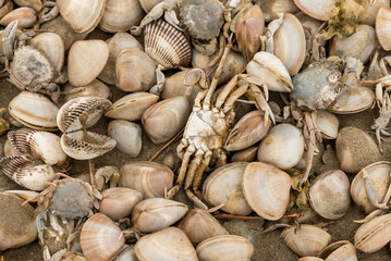 Shells and dead crabs on the shore