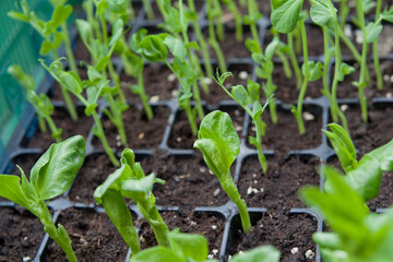 Young vegetable plants -  pea shoots and broad beans in the plastic tray.