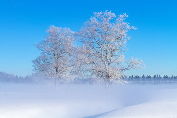 Fototapeta na wymiar Winter - Bäume - Winterwonderland - malerisch - Raureif