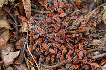  The firebugs (Pyrrhocoris apterus) in a garden