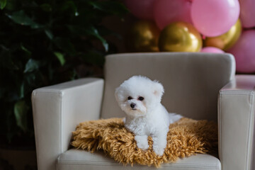 Cute white Bichon Frise dog celebrating birthday at home. Domestic Pet party with hot air balloons pink and gold color