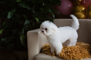 Cute white Bichon Frise dog celebrating birthday at home. Domestic Pet party with hot air balloons...