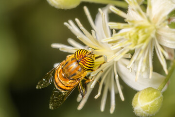 Top close-up of Eristalinus taeniops fly on a white flower taeniops