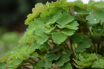 Aquilegia leaves on spring garden, natural green background