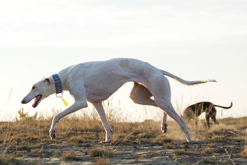 white dog polish greyhound dessert run - obrazy, fototapety, plakaty