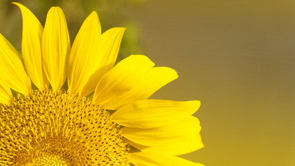 Obraz premium Sunflower natural background. Sunflower blooming. Close-up of sunflower. in Thailand