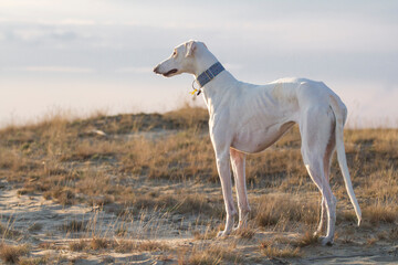 white dog polish greyhound dessert pose
