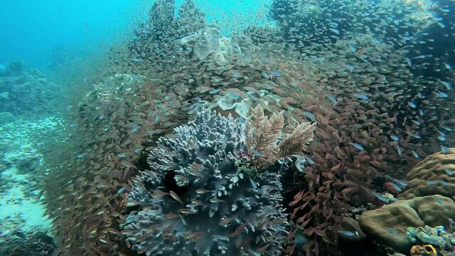 Small baby fish finding shelter around coral