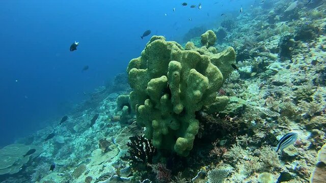 Sea sponge with strange shape