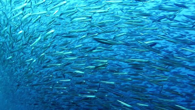 Anchovies being chased and hunted