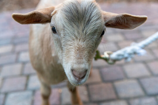 Fainting Goat stare